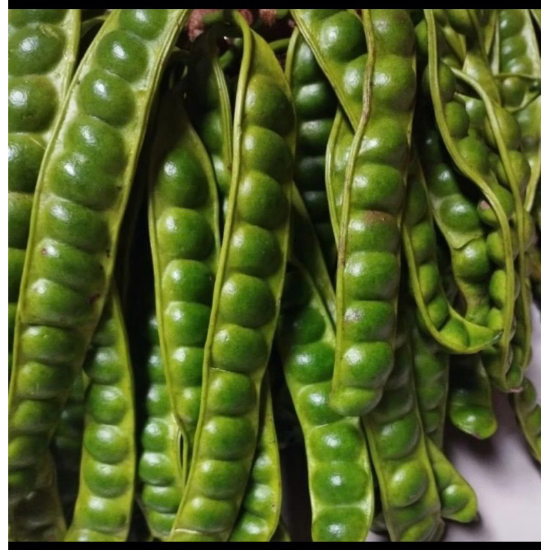 

Pete Sedang 8papan Pete Tua pete tua murah pete padi tua