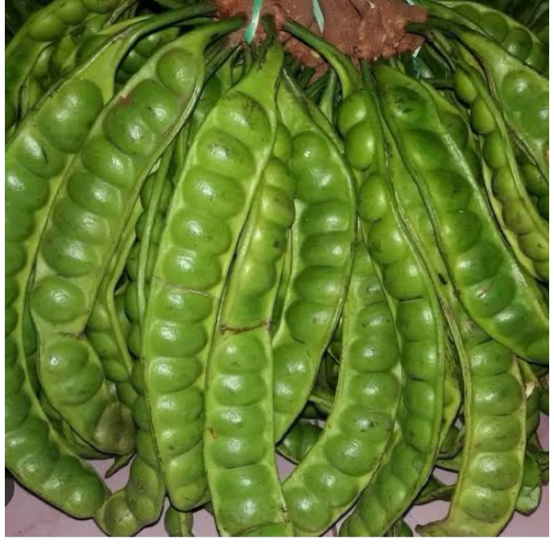 

Pete Padi 1kg Fresh Pete Tua pete tua murah pete padi tua
