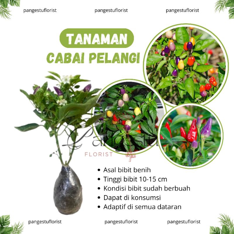 

Bibit Tanaman Cabai Pelangi / Rainbow