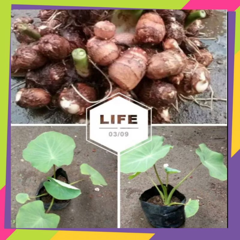 Bibit..talas jepang/ sotoimo