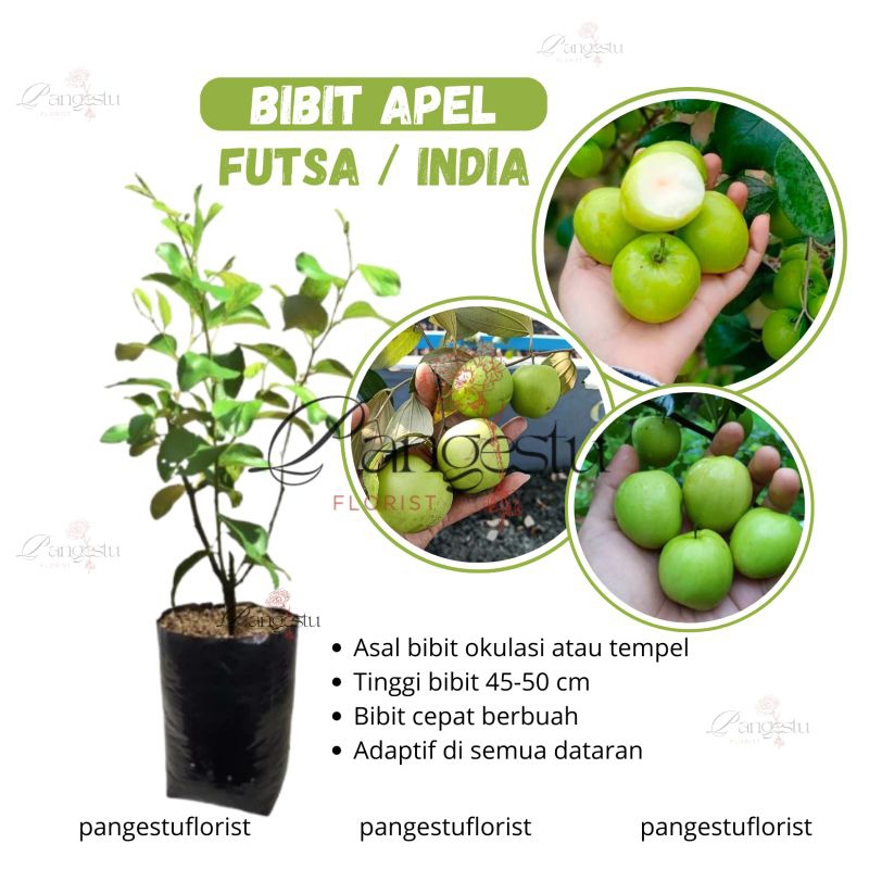 Bibit Buah Apel Futsa/Apel India