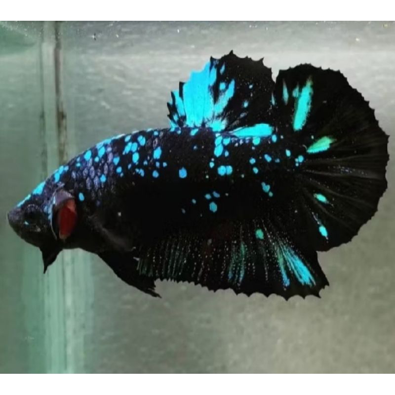 PROMO BESAR BESARAN AVATAR GORDON REAL PICK