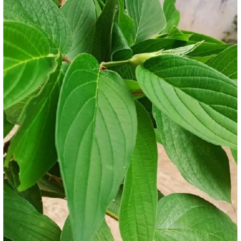 

daun sirih hutan 200 grm