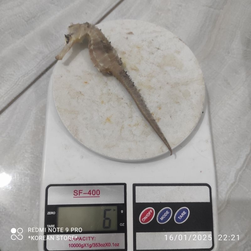 

Kuda Laut Jumbo Grade A Super Asli Karimun Jawa