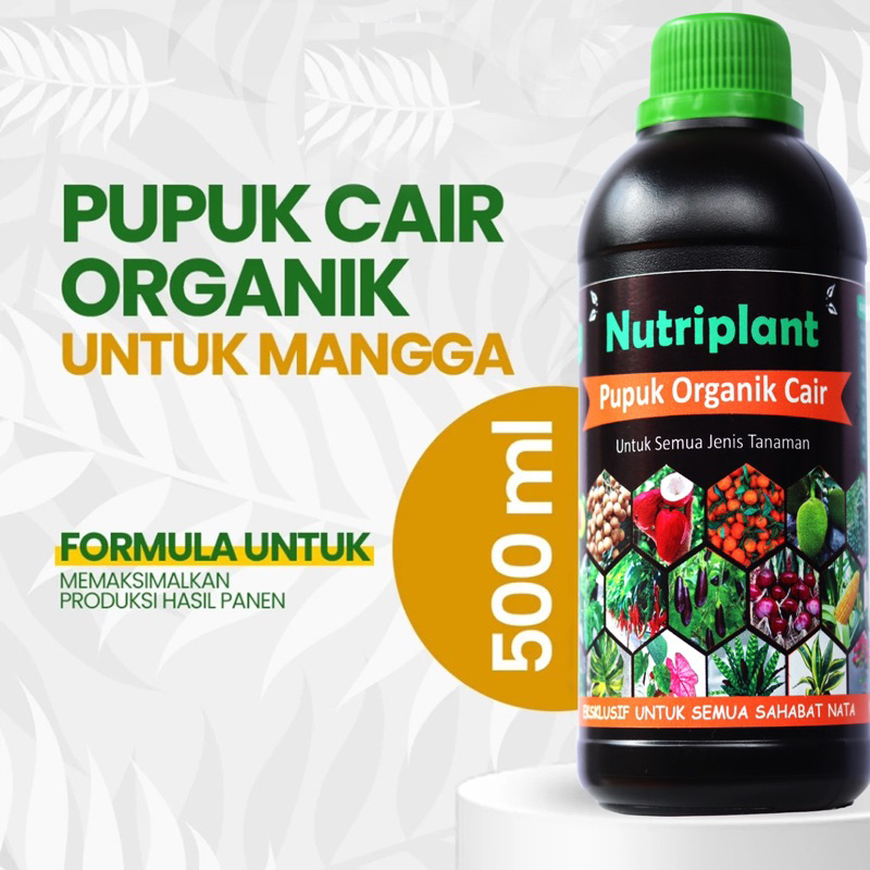Pupuk Mangga Pupuk Organik Cair Buah Mangga Booster Mangga