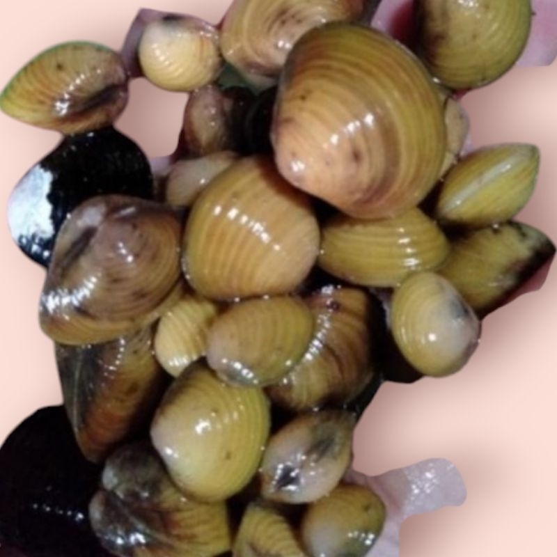 

kerang kali remis 1kg obat penyakit kuning /liver laya hidup 1kg
