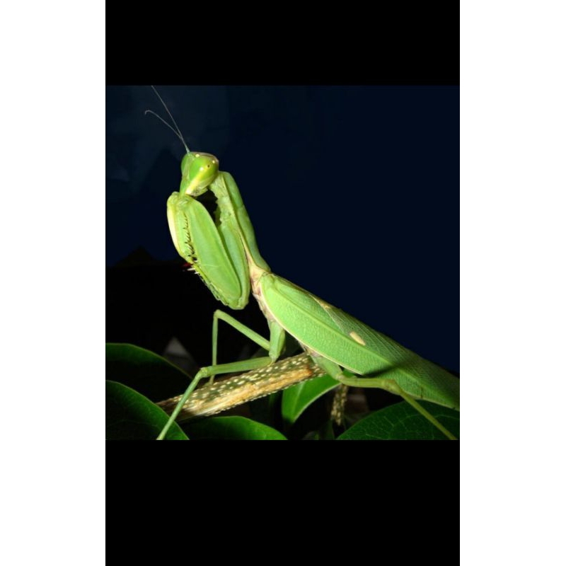 belalang sembah atau setandu