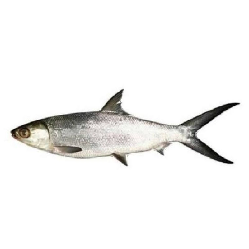 

Ikan Bandeng 1 ekor. 450 gram