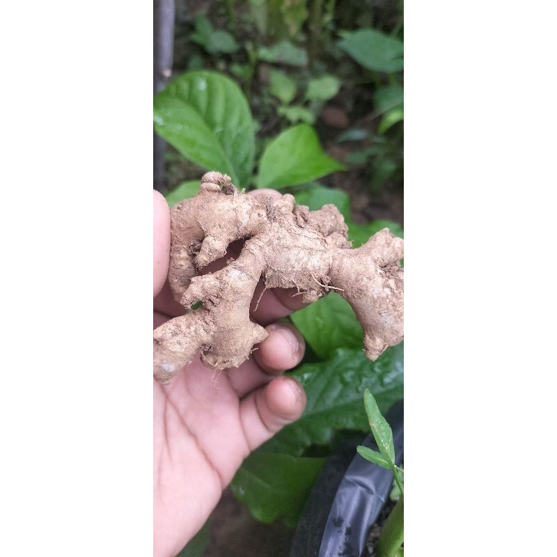 

✅ JAHE EMPRIT SEGAR 100 gram