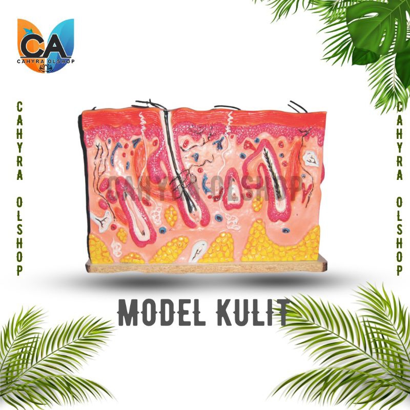 

alat peraga pendidikan MODEL KULIT, alat peraga model kulit
