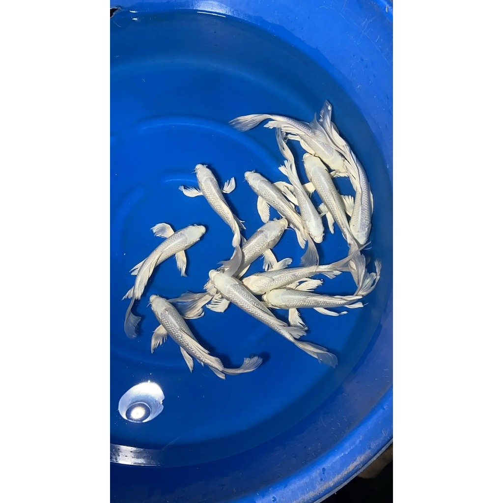 Ikan Hias Air Tawar Koi Platinum size kecil