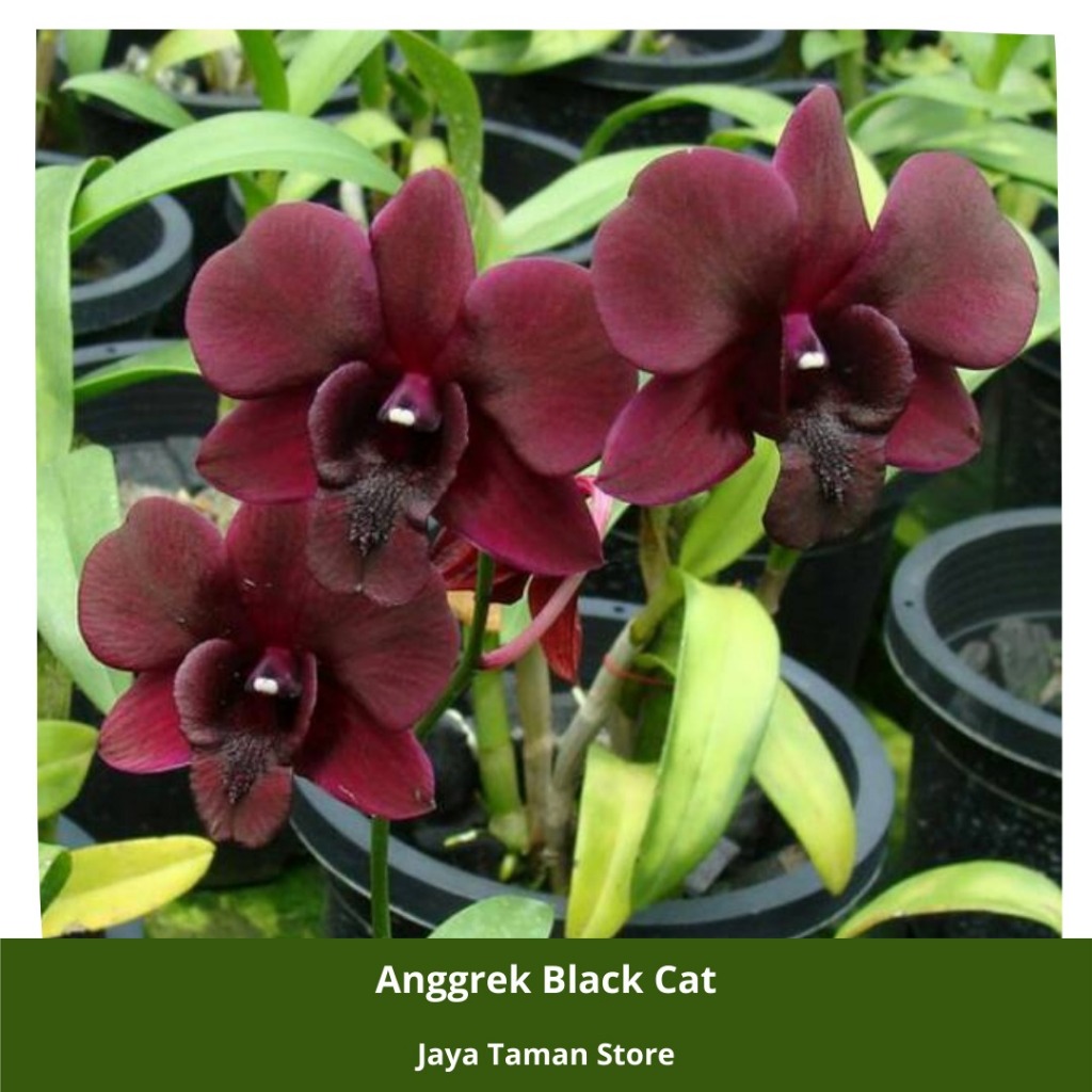 Promo COD Tanaman Hias Anggrek - Anggrek Black Cat - Bibit Anggrek