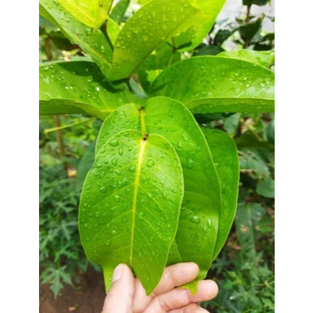 

HERBAL Daun jambu air segar baru petik 2500g Bisa COD