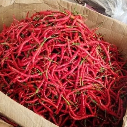 

Cabe Merah Keriting 1Kg