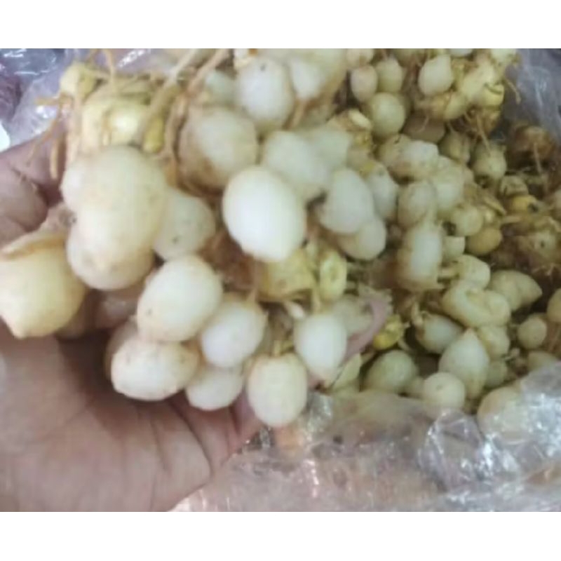 

kunyit putih segar/kunyit putih anggur