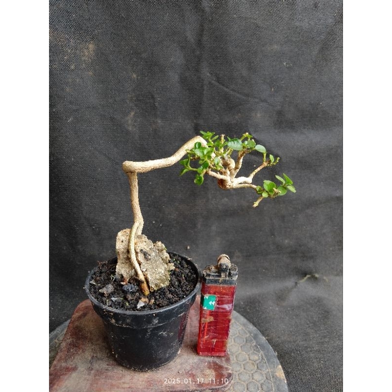 bonsai sancang on the rock