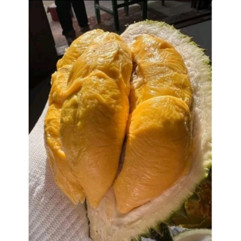 

DUREN SUPER TEMBAGA