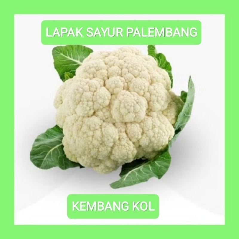 

KEMBANG KOL