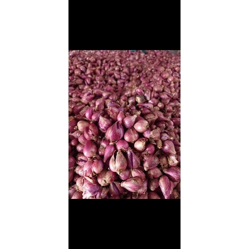 

Bawang Merah Murah Besar Garing