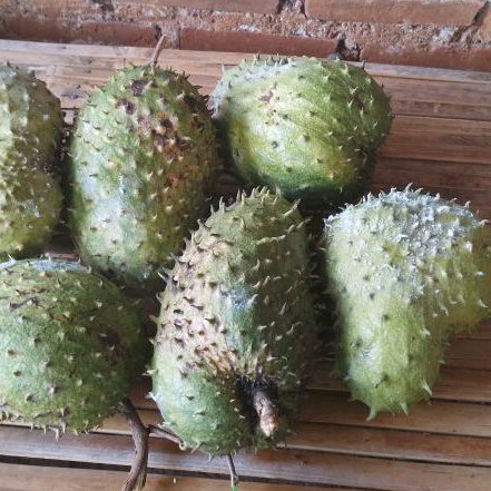 

BUAH SIRSAK TUA MENTAH 1 BUAH