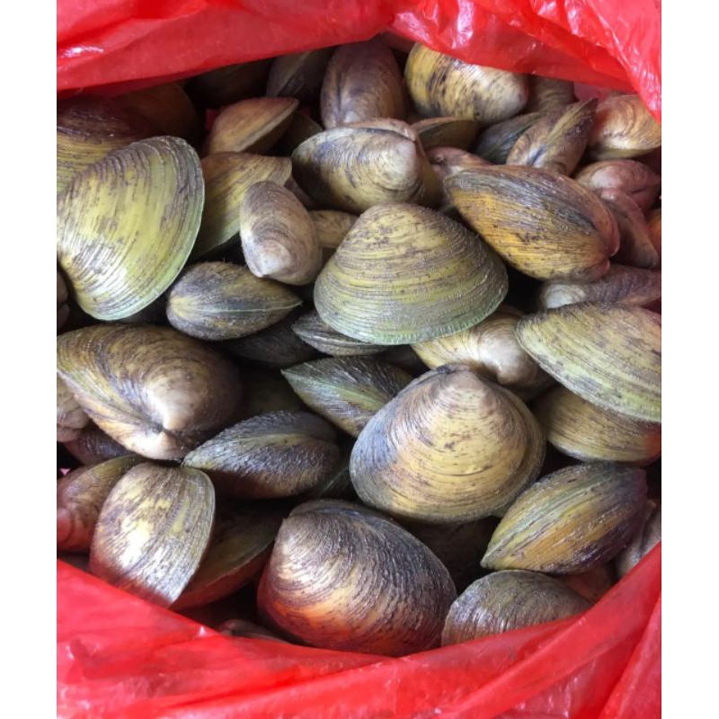 

kerang kepah hidup 500gram/ kepah segar 500gram