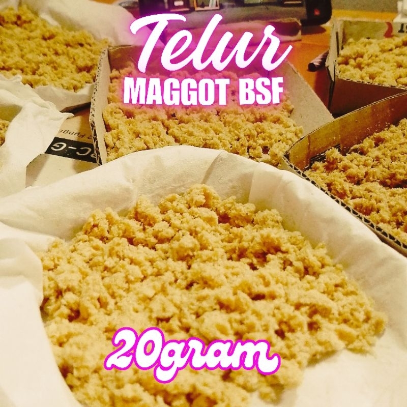 Telur lalat bsf bibit benih magot BSF paket 20gram