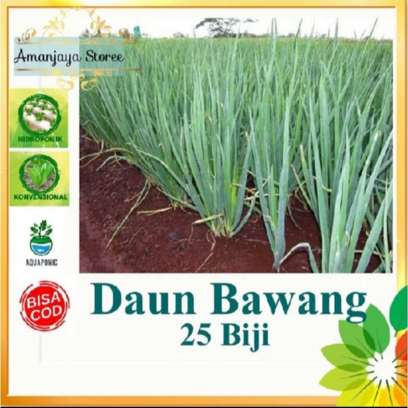BENIH DAUN BAWANG 25 BIJI