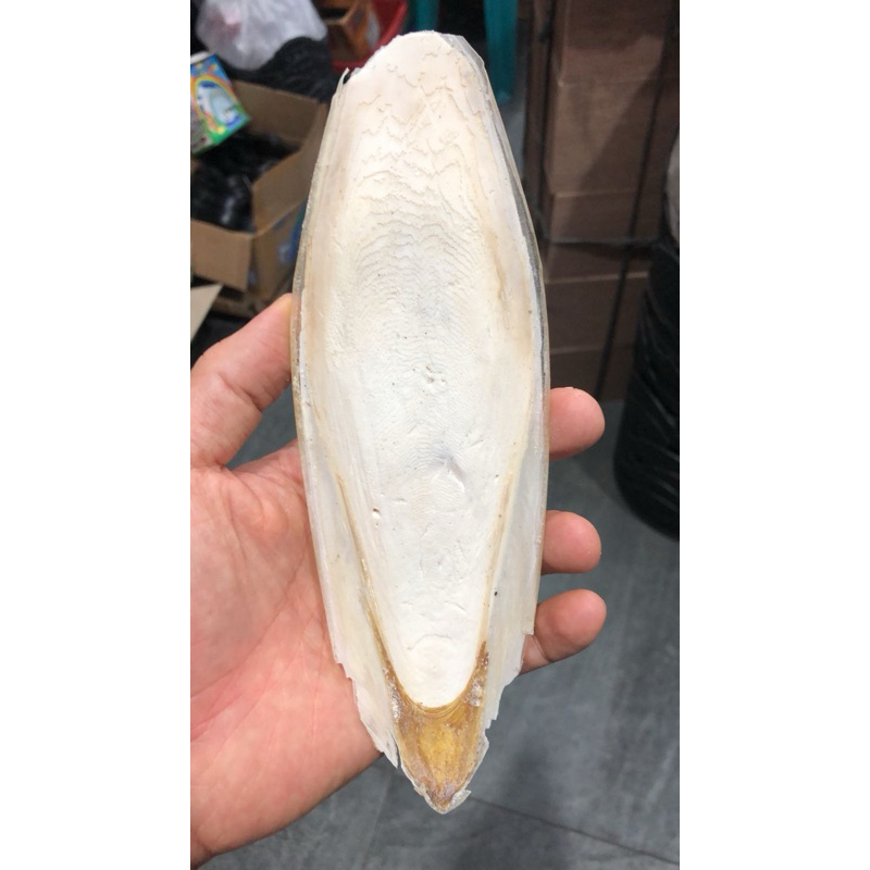 TULANG SOTONG PREMIUM +-20cm