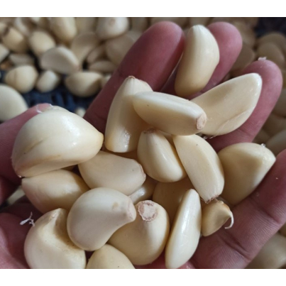 

Bawang Putih Kupas Fresh 1Kg Berkualitas