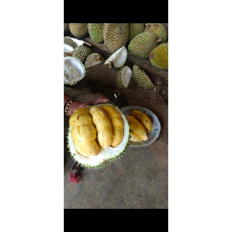 

DURIANMATAHATRIGUCIALIT