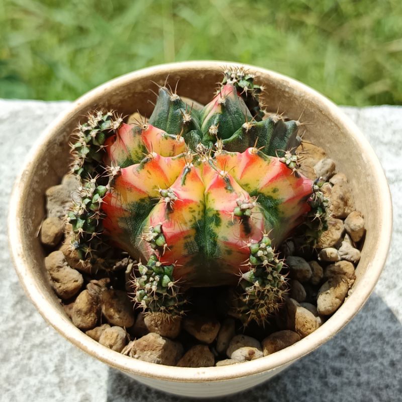 Kaktus Gymno Multicolor Gymnocalycium Mihanovichii Variegata Limited Edition