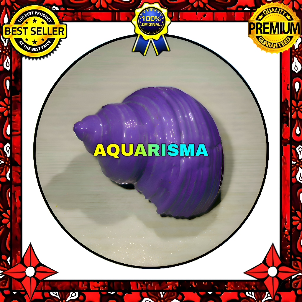 HIASAN DAN KOLEKSI - CANGKANG KEONG MDM MATA LEMBU TURBO TUMIDULUS UNGU GRADE A+