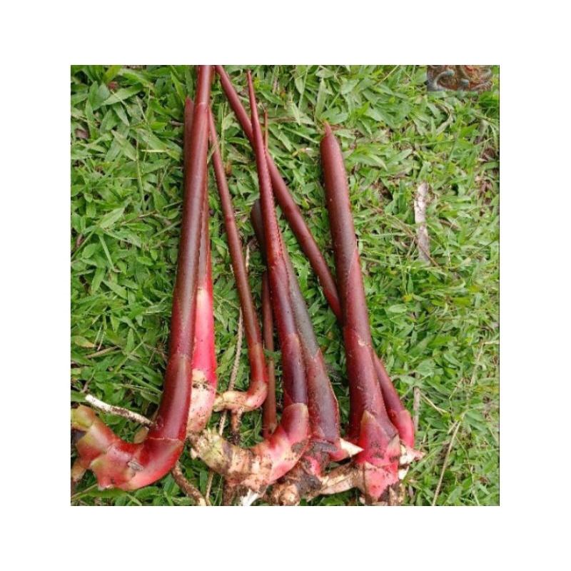 bibit kecombrang merah/bibit kecombrang honje merah