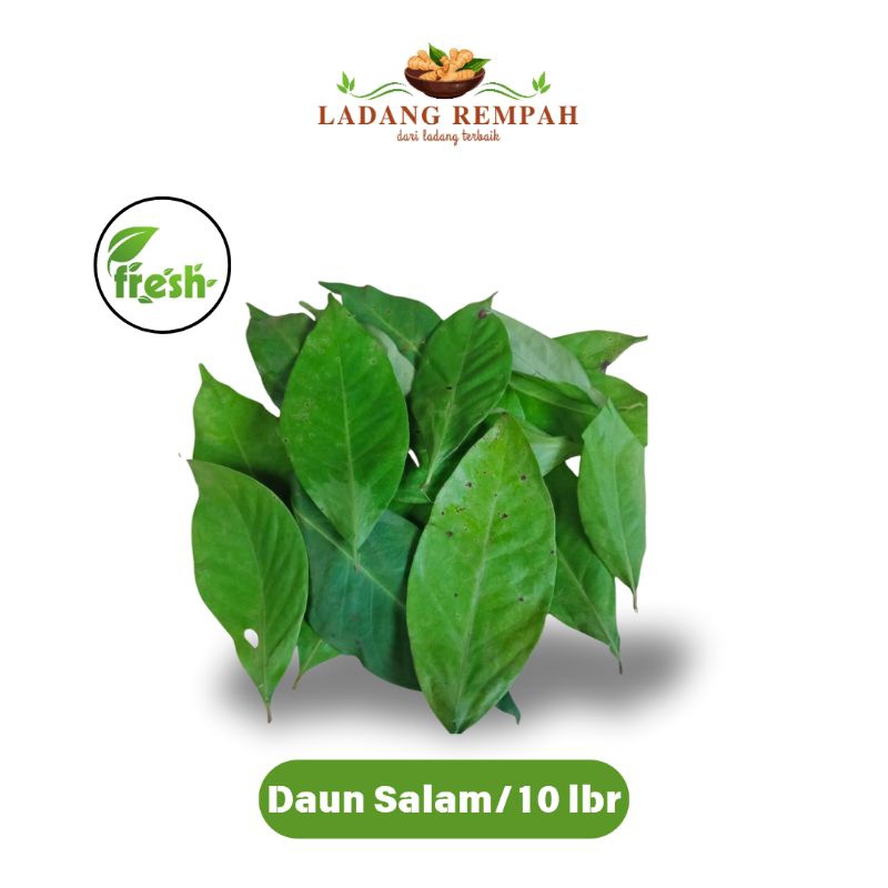 

Daun Salam Isi 10 Lembar