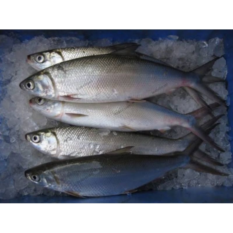 

ikan bandeng segar fresh dan frozen beku 1kg
