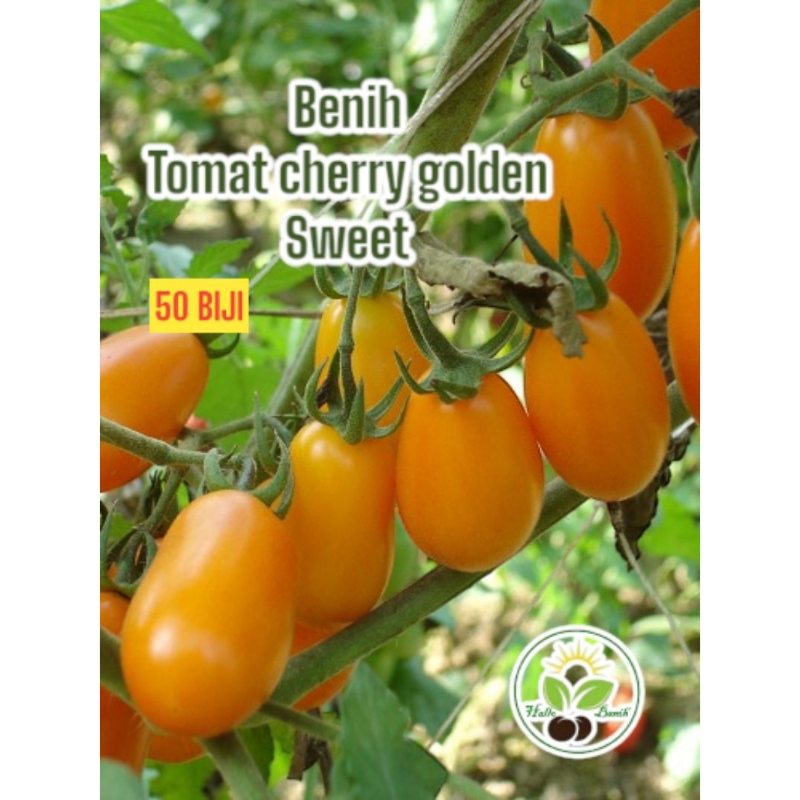 50 BIJI~BENIH TOMAT CHERRY GOLDEN SWEET