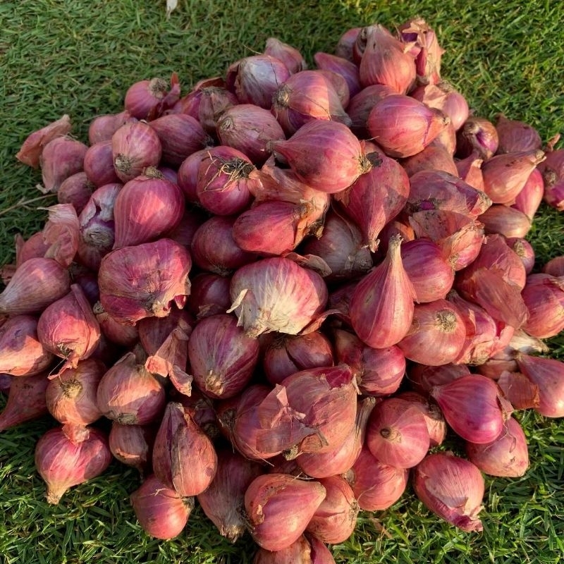

Termurah Bawang Brebes Campur 1KG Kualitas Terbaik