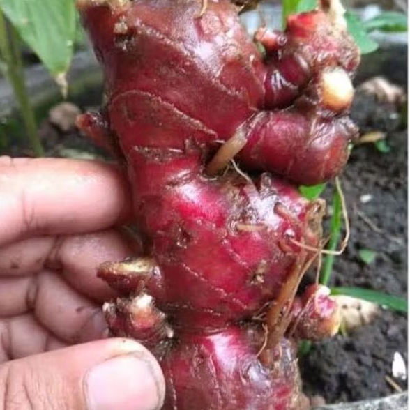 

Jahe Merah 500 Gram Asli