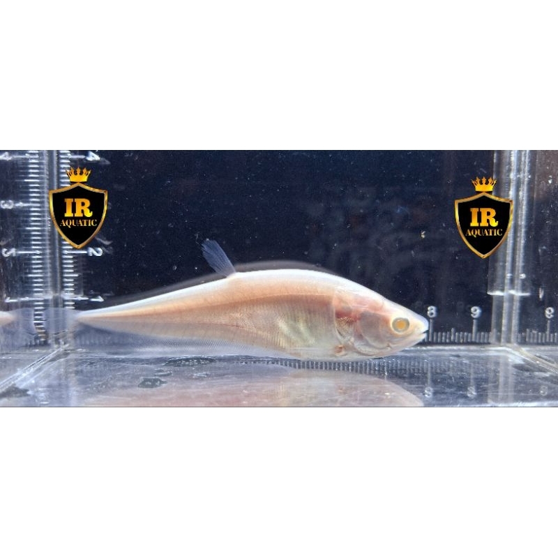 Hiasan akuarium belida albino / asesoris akuarium blida albino