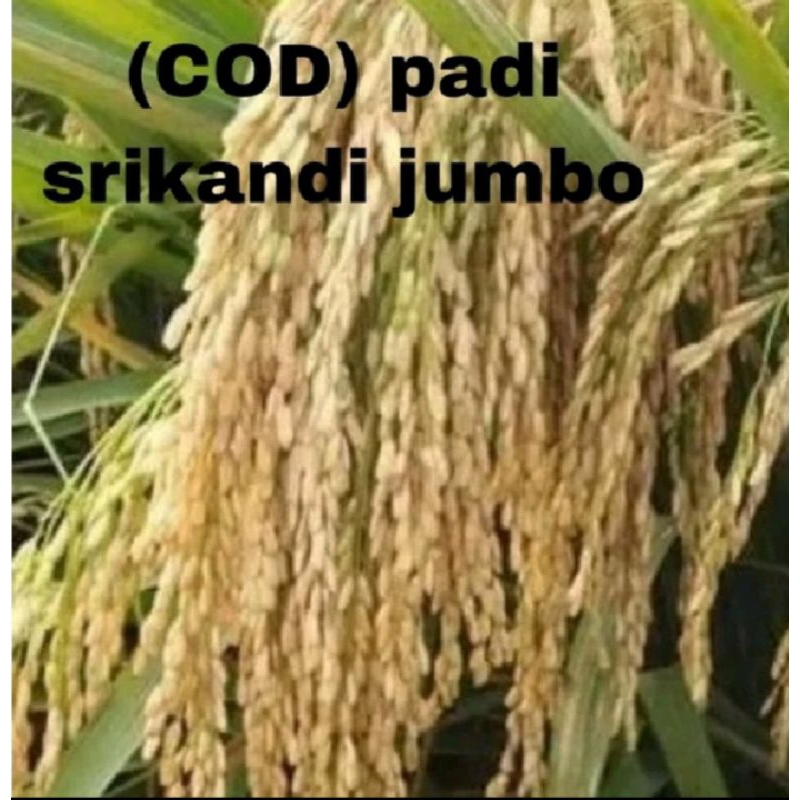 BENIH PADI UNGUL SRIKANDI JUMBO 1KG BERKUALITAS