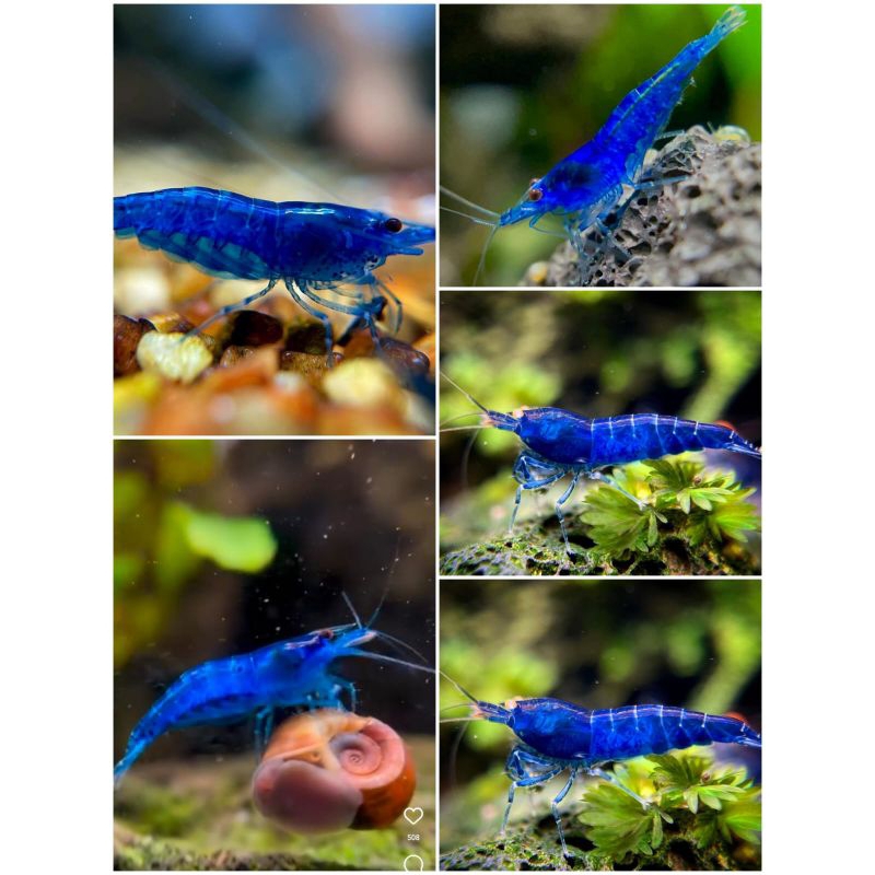 paket 50pcs udang hias blue diamond aksesoris akuarium aquascape