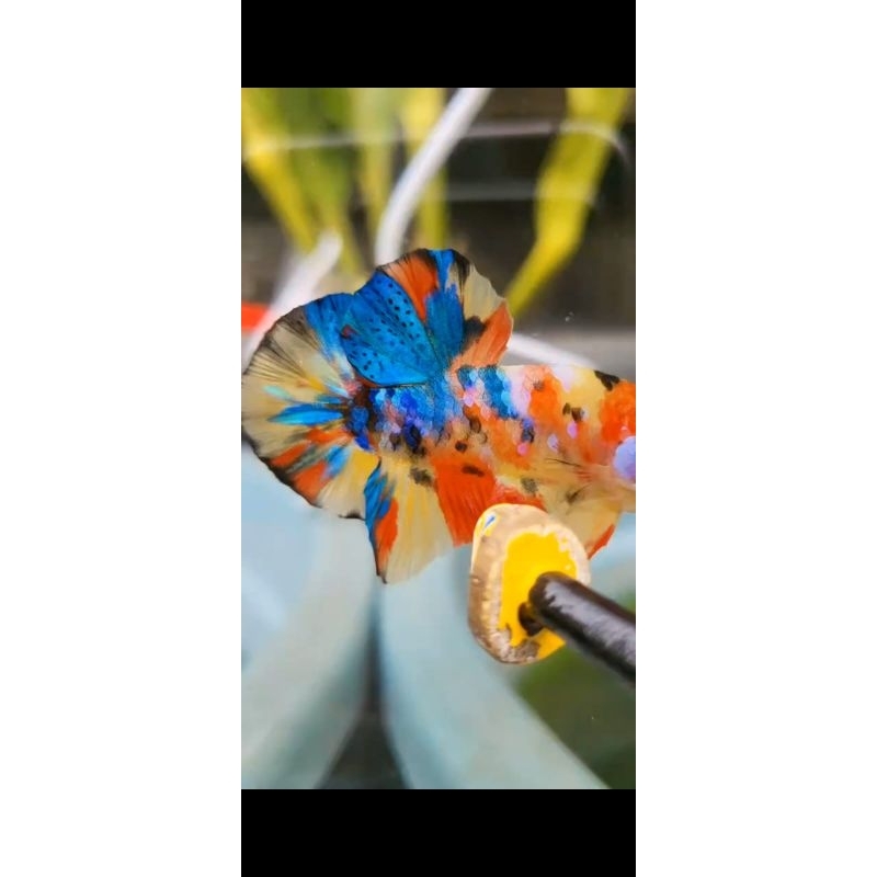 hiasan aquarium cupang