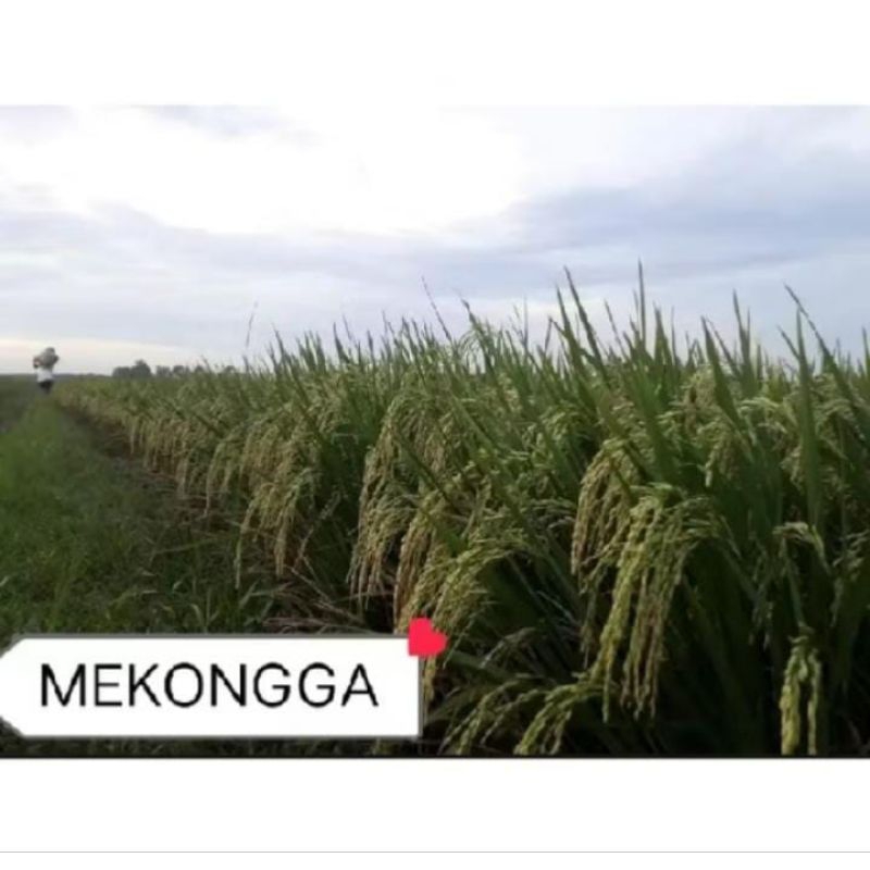 BENIH PADI MEKONGGA PREMIUM 1KG KUALITAS TERBAIK