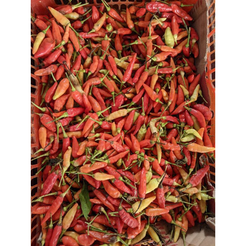 

Cabai rawit merah super 500 gr