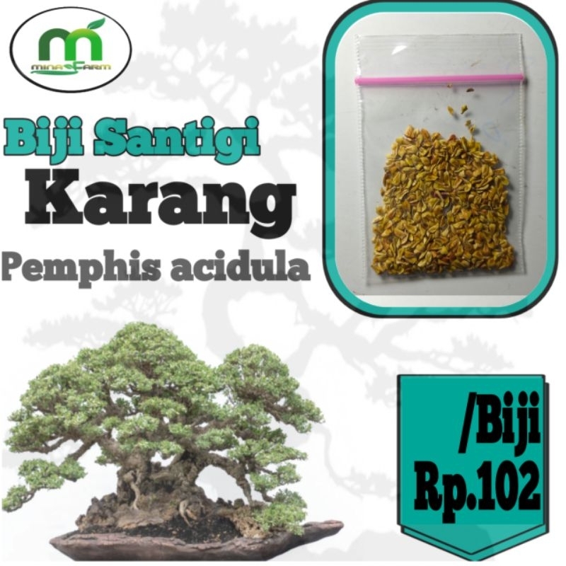 BIJI BAHAN BONSAI SANTIGI KARANG /BIJI Rp102.