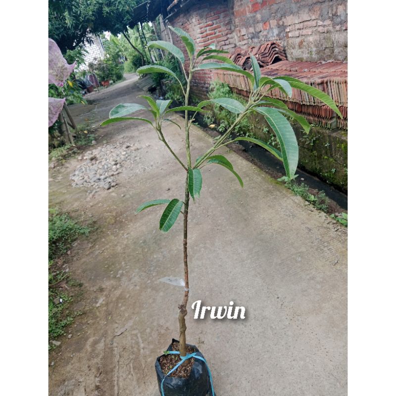 bibit mangga irwin 1,3 meter