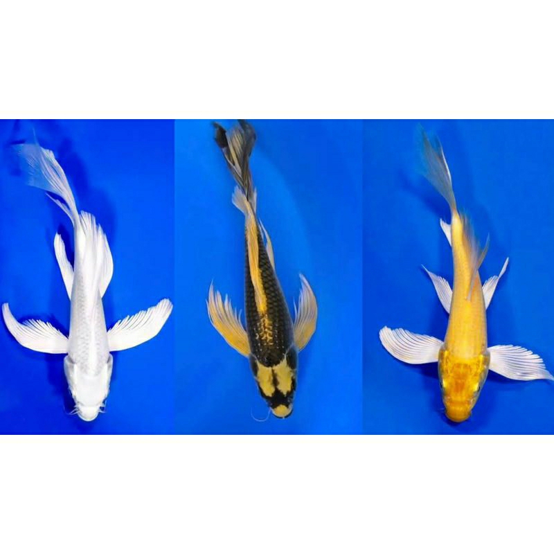 

plastik sleyer produk joss