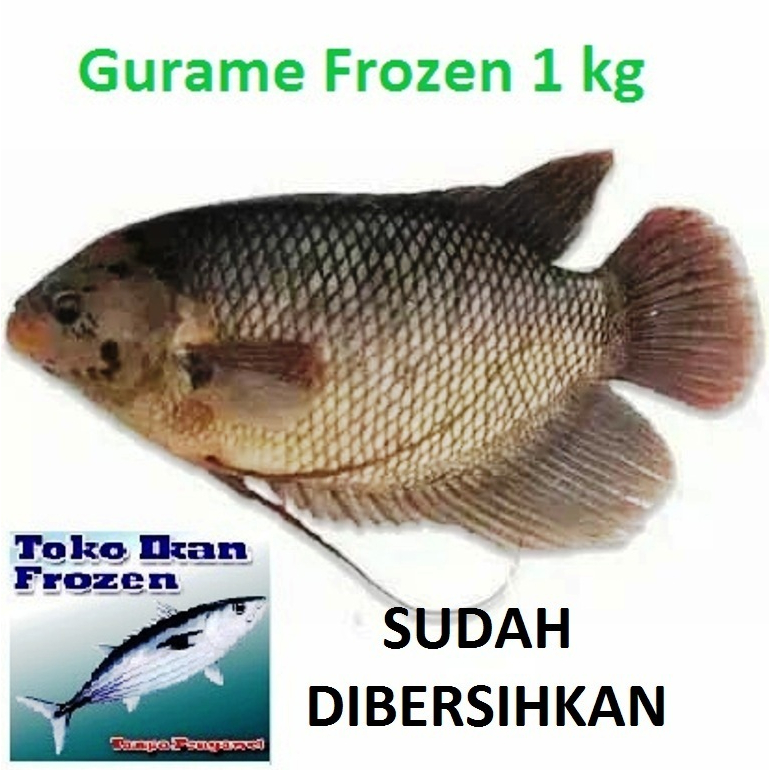 

Ikan GURAME / GURAMI / Frozen Fresh / 1 kg / SUDAH DIBERSIHKAN