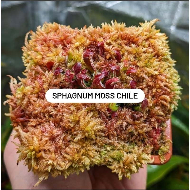 Sphagnum Moss Chile PREMIUM (BUKAN MOSS PUTIH/LOKAL)