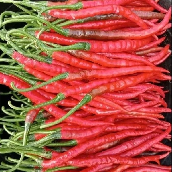 

TEEMURAH!! CMK ( cabe merah kriting ) FRESH 1 KG